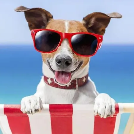 El Amanecer De 3 * كاليبي